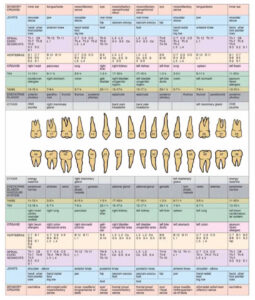 Natural Smiles of Tampa Bay - Tooth Meridian Chart