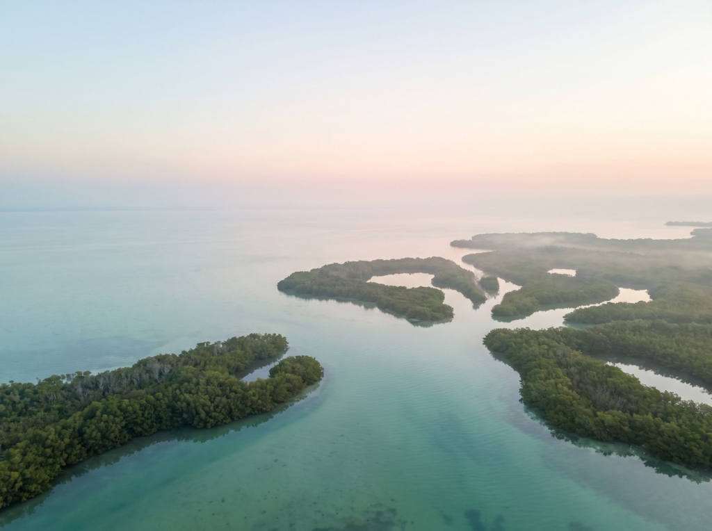 Aerial view of a mangrove tidal creek branching into a calm turquoise bay