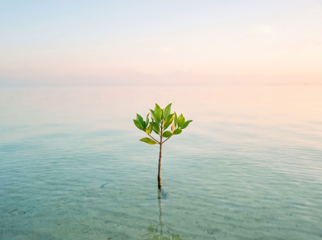 A young red mangrove seedling sprouting from clear shallow water