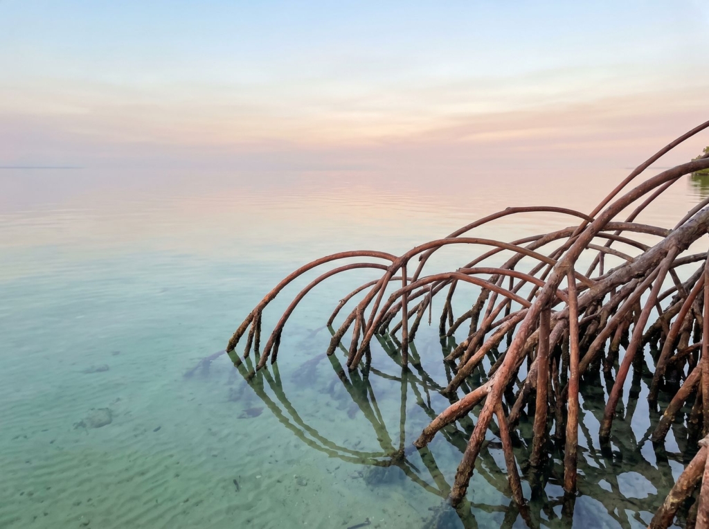 Red mangrove roots arching into calm, clear water at sunrise